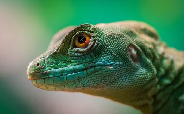 Quels sont les défis spécifiques à l'élevage des geckos diurnes et comment les surmonter?