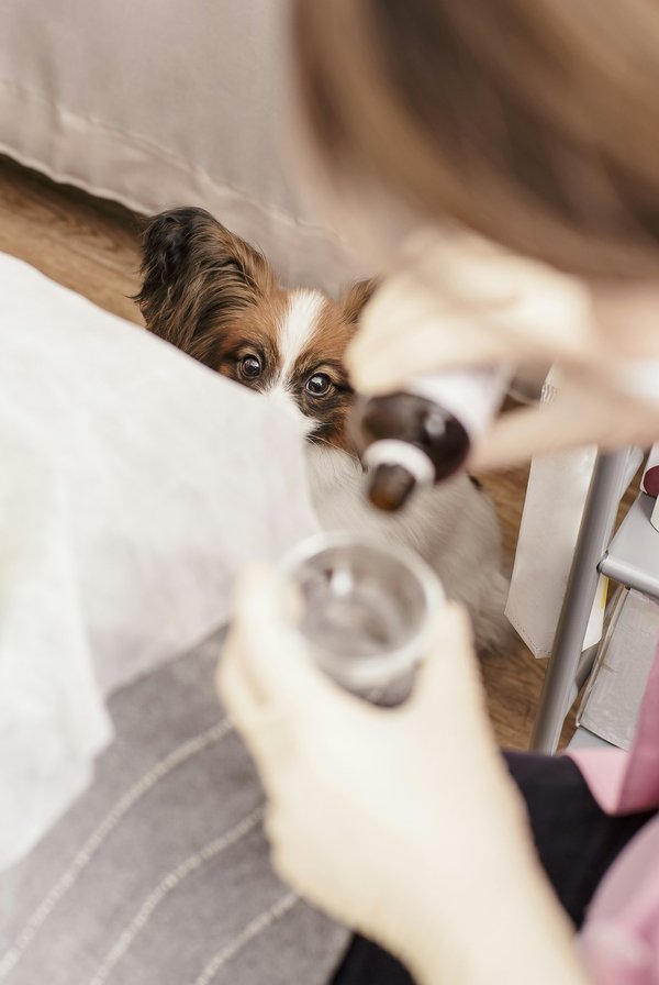 Argent colloïdal pour animaux : santé et bien-être au naturel