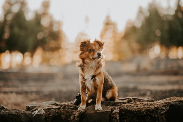 Guide complet pour réussir l'adoption de votre chien