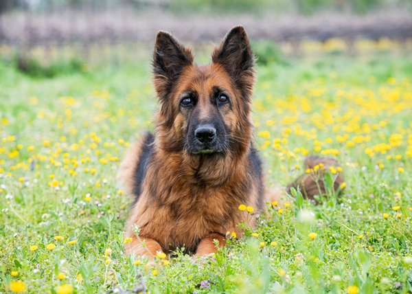 Découverte du berger allemand : un compagnon idéal et loyal