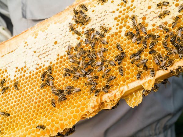 Ruche pour abeilles : sélection et prix imbatables à découvrir !